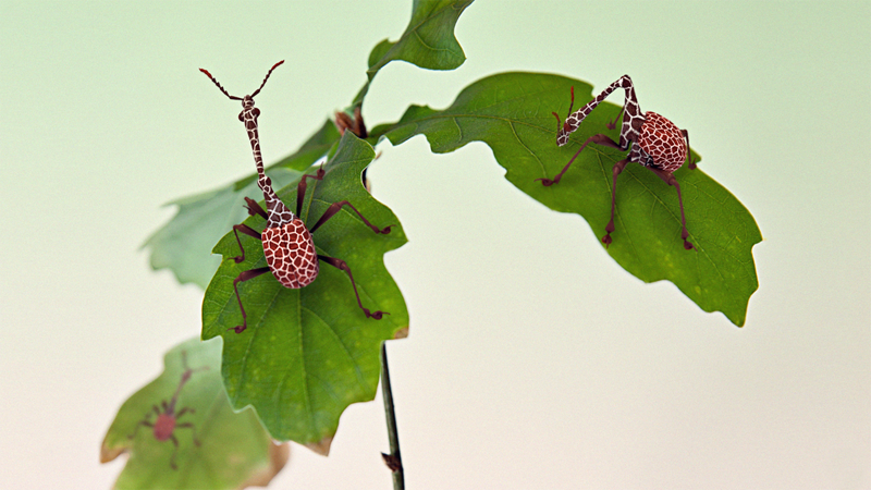 Trachelophorus giraffa